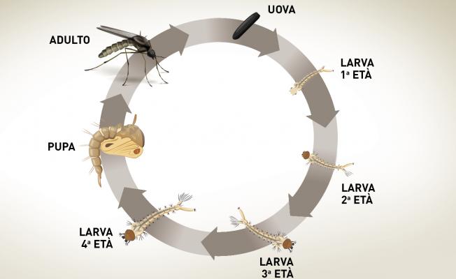 ciclo di vita zanzara