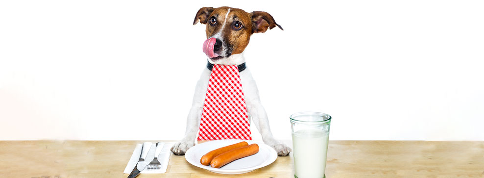 intolleranze alimentari cani