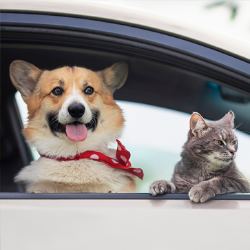 cani e gatti in auto