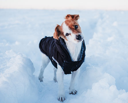 Abbigliamento invernale per i cani