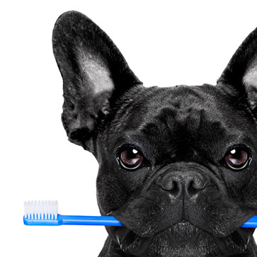 pulizia dentale cani e gatti