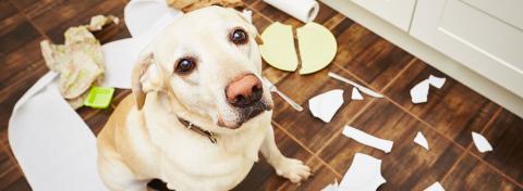 CANI IN CASA? ECCO COME GARANTIRE LA SUA INCOLUMITÀ E QUELLA DELL’APPARTAMENTO.