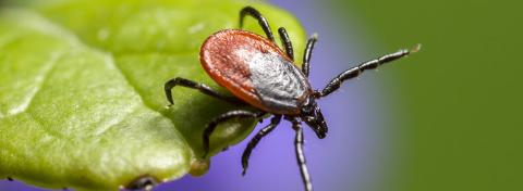 MALATTIA DI LYME: I SINTOMI NEL CANE E GATTO