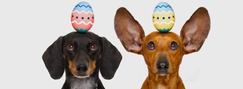 PASQUA: TROVA L'UOVO DI PULCE!