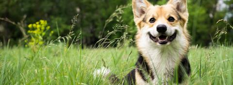 PUNTURE DI PAPPATACI: COME RICONOSCERLE SUL TUO CANE E CURARLE