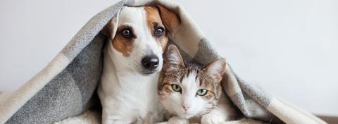 cane e gatto convivenza