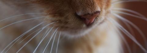 baffi gatto