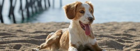 cani in spiaggia