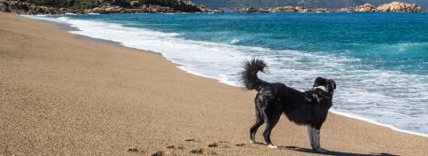 cani in spiaggia