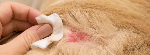 dermatite nel cane