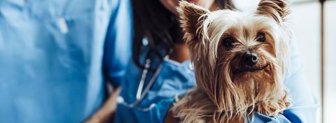 sterilizzazione cani e gatti