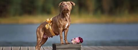 Gravidanza nel cane e nel gatto