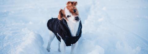 Abbigliamento invernale per i cani